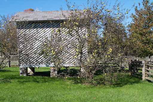 This tree, next to the corn crib, looks alike an apple from afar, but it is a quince, the fruit of which looks like a cross between an apple and a pear. However, the flesh is very hard and astringent and really benefits from being cooked.