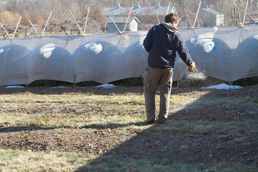 Herbaceous peonies die back to their roots in the autumn and the beds have been cleared of the shriveled growth. Here Ryan is feeding the beds with azomite and triple-super phosphate, to promote strong growth in the spring.