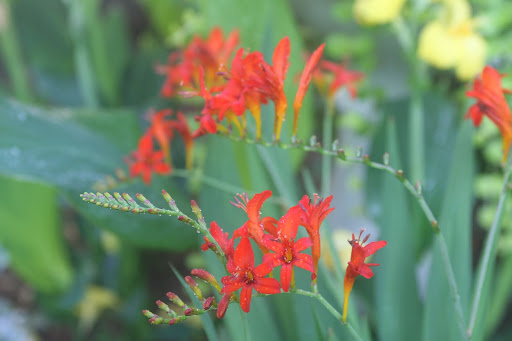 This brilliant flower is crocosmia, which is an excellent cut flower that attracts hummingbirds in the garden.