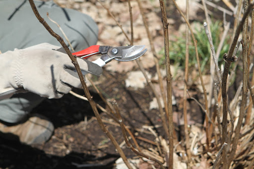 To tidy up, Ryan snipped off canes that only had spent flowers and no signs of regrowth for this season.