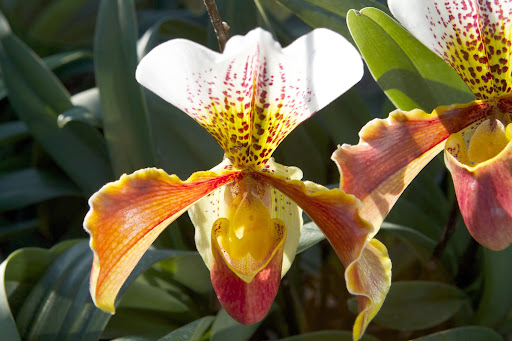 The pouch traps insects for the purpose of pollinating the flower. Some lady slippers actually look like the insects they attract!