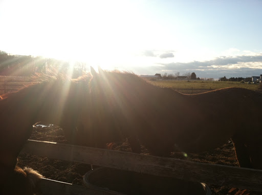 Allison Catliota - A visit with my mom to the horse stables where she works on Kent Island, Maryland!