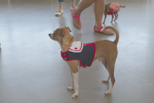 Amanda Klecker chose the red, white, and blue sailor harness from the Nautical line for her dog, Jonathan.
