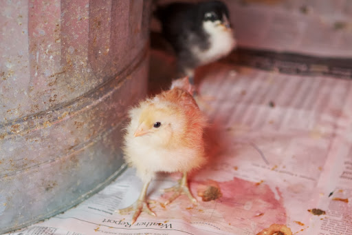 The baby chicks are also having fun playing with one another. They are very curious and love to investigate their space.