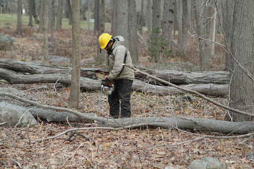 The forceful hurricane winds tumbled trees all over my 153 acres.