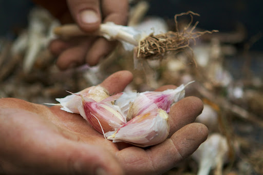 This garlic head fell apart. You can see that the cloves are larger than commercial garlic and that they form around that hardneck stem. I love the unusual flavor of hardneck garlic.