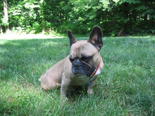 This is handsome Dexter, who needed back surgery that his family could not afford. We took him in and through generous donations, Dexter had his surgery and is back to normal! He is now in a loving forever home and is one of our great success stories!