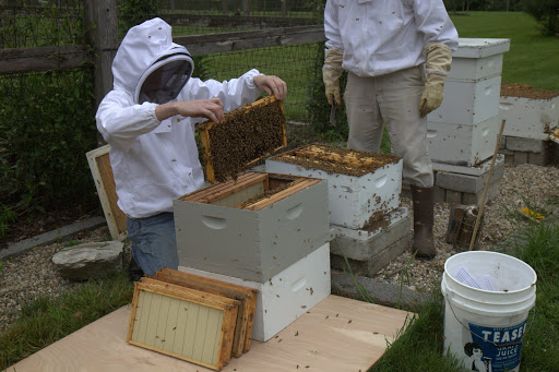 And replaced them with active frames from the hive.