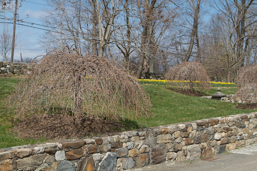 There are three weeping cherry trees on the slope behind the stable. You can see the long daffodil border beyond.