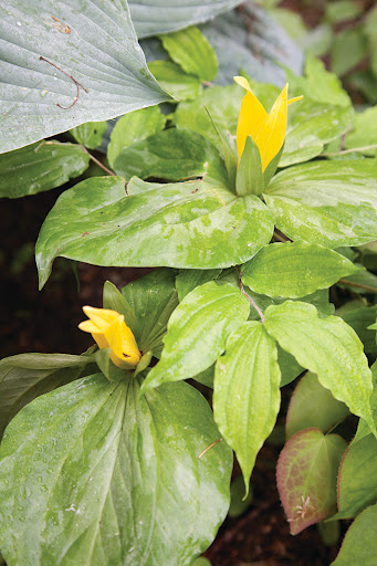 Click through an interactive slide show of my favorite shade plant varieties, including this fantastic trillium luteum or yellow trillium.