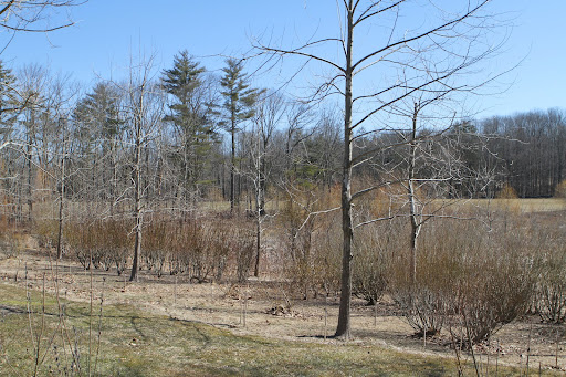 More signs of spring can been found next to the wetlands where the pussy willows grow. Salix discolor are very early bloomers and true harbingers of spring. They like growing in wet areas.