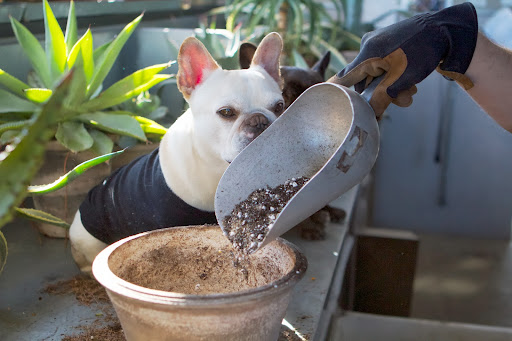 After covering the drain hole at the bottom of the pot, Ryan put some soil in. The Frenchies really got a lot out of this how-to session.