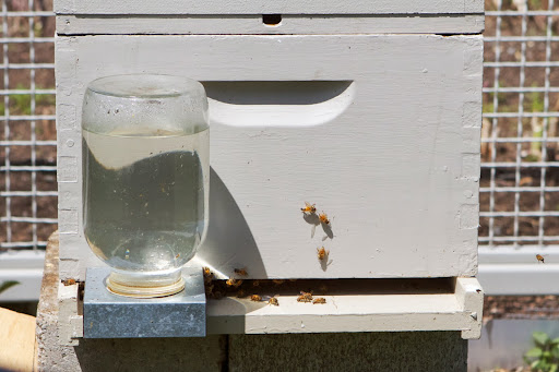 In recent years, many beekeepers have been facing very troubling problems with their bees. We've even seen it here at the farm. Find out more on this Daily Wag.