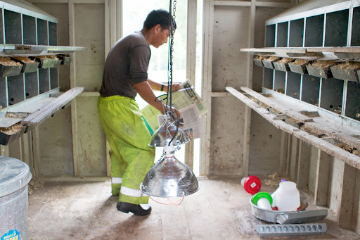 The next step is to line the floor with an absorbent material as the chicks make a lot of droppings.