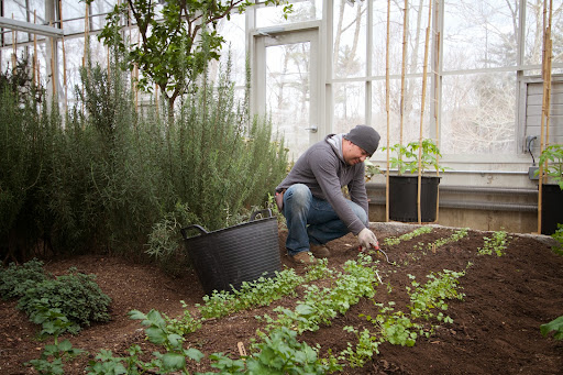 Wilmer was weeding and cultivating a patch of cilantro. Large rosemary plants are thriving behind him. Hothouse tomato plants are growing in large plastic pots along one side of the house.