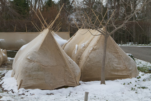 In addition to protecting the shrubbery from frigid winds, the burlap also keeps heavy snow from accumulating on the branches, which can misshape and harm the shrub.