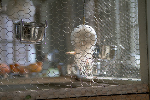 We've had several baby canaries hatch over the years. They are adorable!