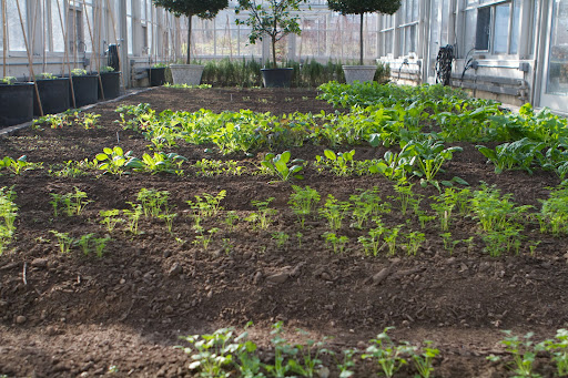 The vegetable greenhouse is growing well. There are assorted herbs, spinach, kale, carrots, and a variety of leaf lettuce.