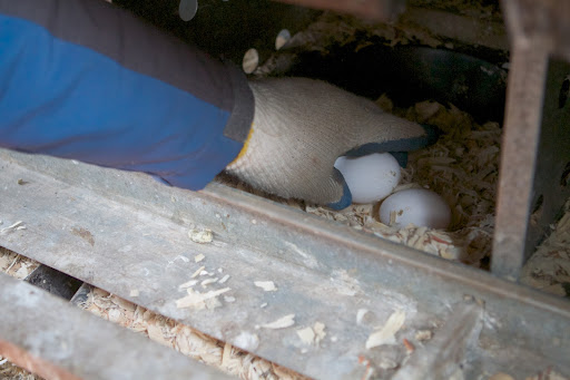I was so disturbed by what I saw - the cruel, inhumane conditions of the facility - that I vowed to always have my own coop, with enough egg-laying hens to provide me and my family with fresh, nutritious, organic eggs on a year-round basis.