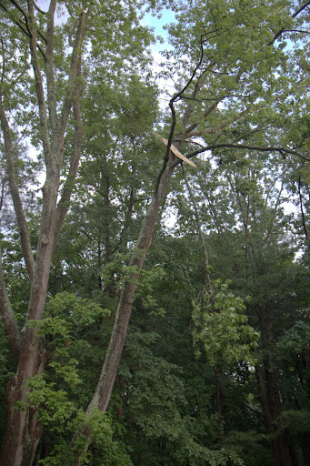 This branch is hung up quite high in this maple.