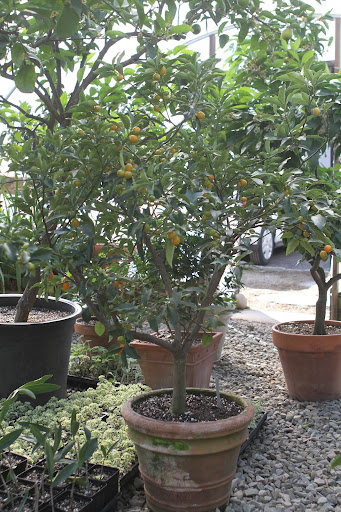 Nagami Kumquat loads its branches with bright orange, delicate, tart tasting oval fruit. The rind is sweet and therefore usually eaten whole.