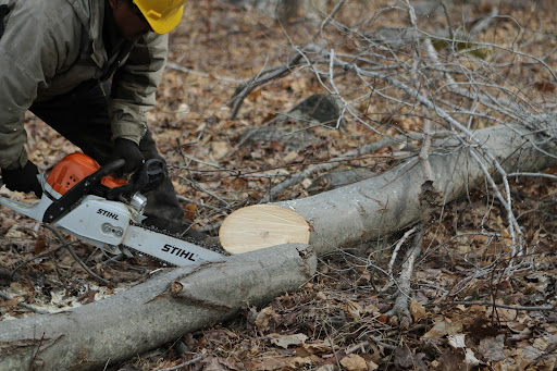 Ash is the go-to choice for wooden baseball bats and many tool handles are fashioned from it. The lumber is also highly desirable for furniture and flooring.