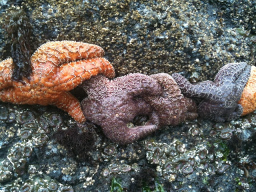 The massive rocks on the beach were covered with starfish, sea anemones, mussels, and barnacles.