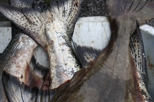 Fishermen were hauling in Chinook, Coho salmon, and halibut.