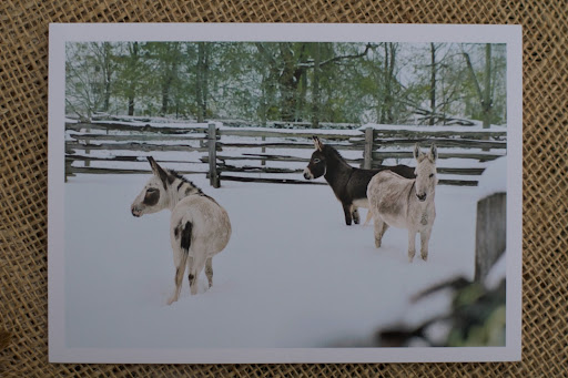 In fact, I chose this image taken last year in the snow for my Christmas cards, which I am currently addressing.