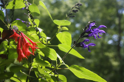 Hummingbirds love the showy fuchsia flowers, which are excellent to grow in hanging baskets. To the right is more 'Black and Blue' salvia.