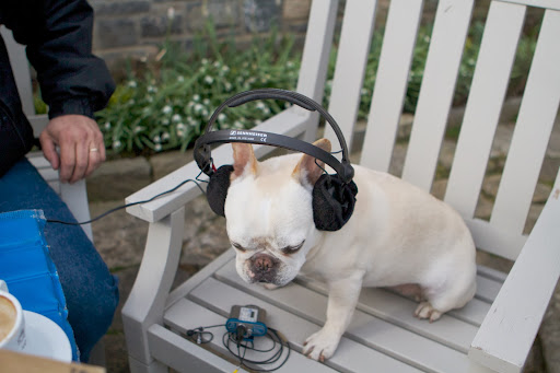 NBC's Today Show came to the farm and the Frenchies decided to work with the crew behind the scene. Sharkey is assisting with a sound check here.
http://dailywag.marthastewart.com/2013/04/the-today-show-came-to-the-farm.html