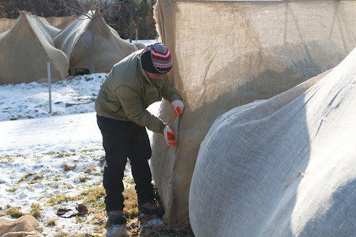 These burlap covers act as a wind barrier and keep heavy snow from accumulating on the bushes, which can misshape and damage the boxwood. Phurba does a fine job of stitching, even while wearing work gloves!