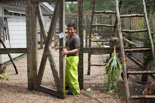 This is Phurba Sherpa, who takes very good care of all the chickens, guinea fowl, and Pomeranian geese.