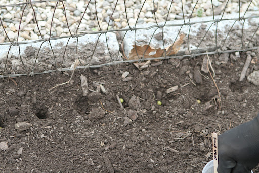 After planting, water deeply once a week, but never allow the soil to dry out totally. This stresses the plants and drastically reduces pea production.