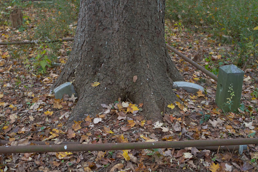 This giant tree has really taken over.