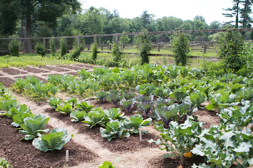 The vegetable garden continues to grow beautifully in its new location. In this corner are all of the brassicas, like cabbage, cauliflower, broccoli, and Brussels sprouts.