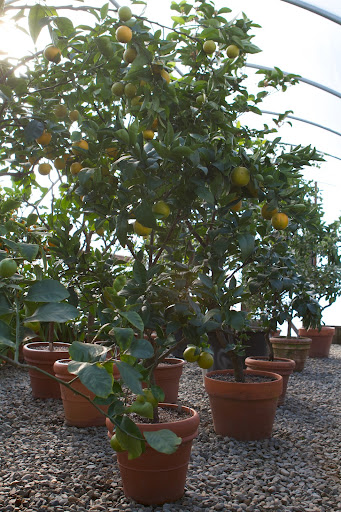 In fact, all the citrus looks great! This is a Trovita dwarf orange tree with nicely ripening fruit.