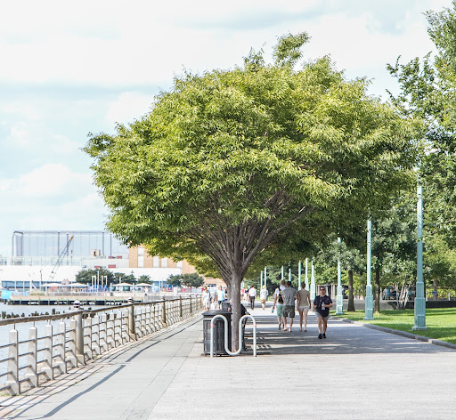 This is a portion of the Greenwich Village Esplanade planted with Zelcova trees, a hardwood tree in the elm family.