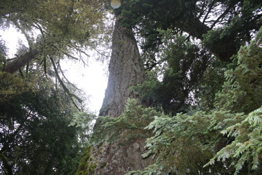 Enormous conifers - Some more than 13-feet (4-meters) in diameter rise out of the carpet of moss.