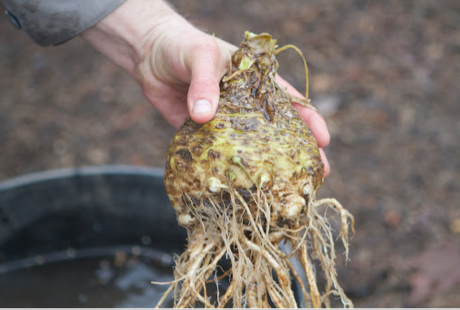Celeriac, or root celery, is grown for its gnarly root. When peeled, the white flesh is superb in purées and soups.