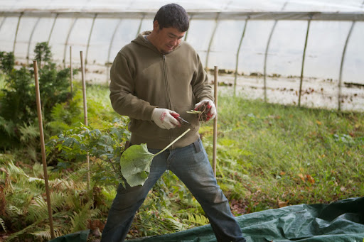 Before planting, the large leaves were removed, which die back to their root stock in the autumn anyway and were already fading.