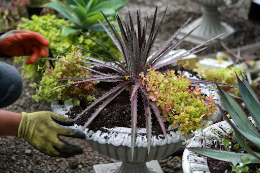 He surrounded this agave with oxalis variegata 'Sunset Velvet', which has orange yellow leaves on compact plants that bear yellow flowers.