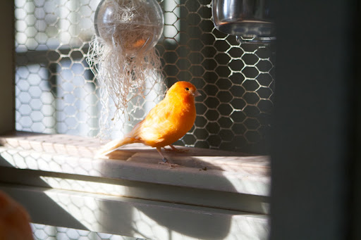 When a female canary feels the need to build a nest, she pulls strands of this cotton fiber nesting material and takes it to an empty nesting basket.