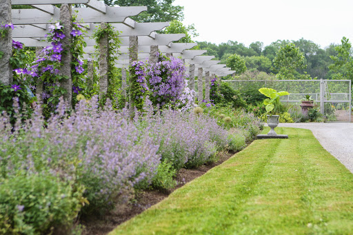 In addition to the blue clematis, the outside borders are thickly planted with nepeta, or cat mint. I love the way all this blue looks.