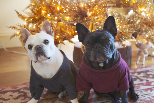 The girls love watching the decorating projects going on around the property during Christmas.
http://dailywag.marthastewart.com/2012/12/more-christmas-decor-at-the-farm.html