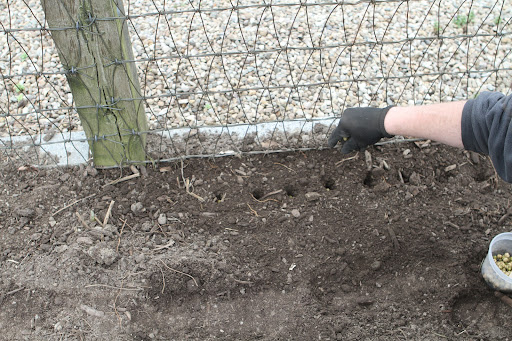 However, he plants the shelling peas in a different section away from the edible pods to avoid any confusion.