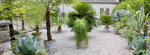 This is a panoramic shot of the graveled courtyard on the road-side of my home. I like it filled with tropical plants during the summer.