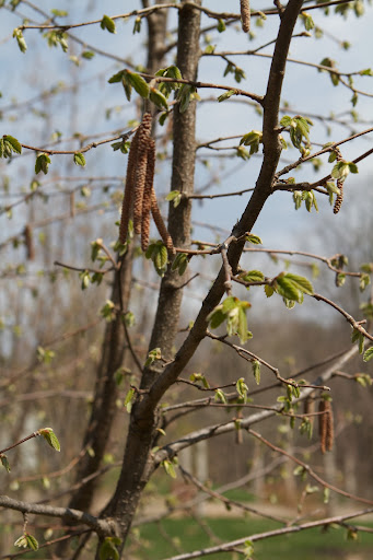 The filbert trees have already produced their hanging catkin flowers and are now sending forth leaves. Nuts will form by autumn.