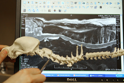 He's pointing to C2, the second vertebra, which is where Francesca is bulging.