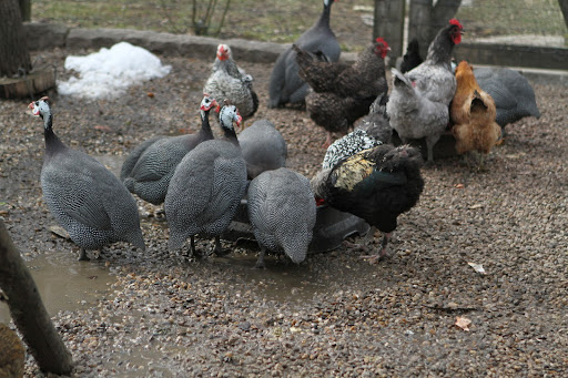 In addition to the chickens, there are also 12 guinea fowl, which make quite a bit of noise when they feel intimidated.